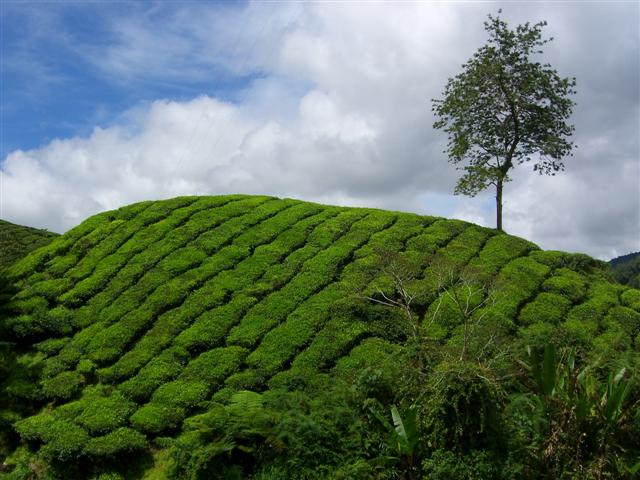 Peninsular Malaysia